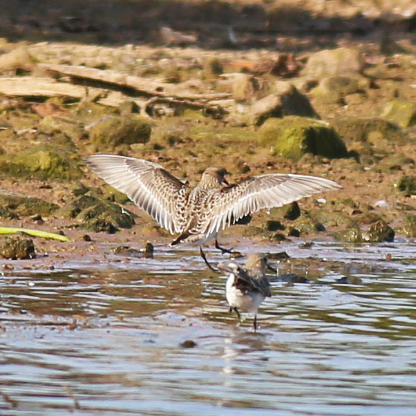 Baird's Sandpiper