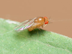 Drosophila falleni