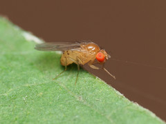 Drosophila falleni