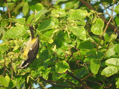Coereba flaveola caboti