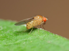 Drosophila falleni