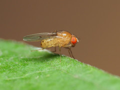 Drosophila falleni