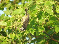 Coereba flaveola caboti