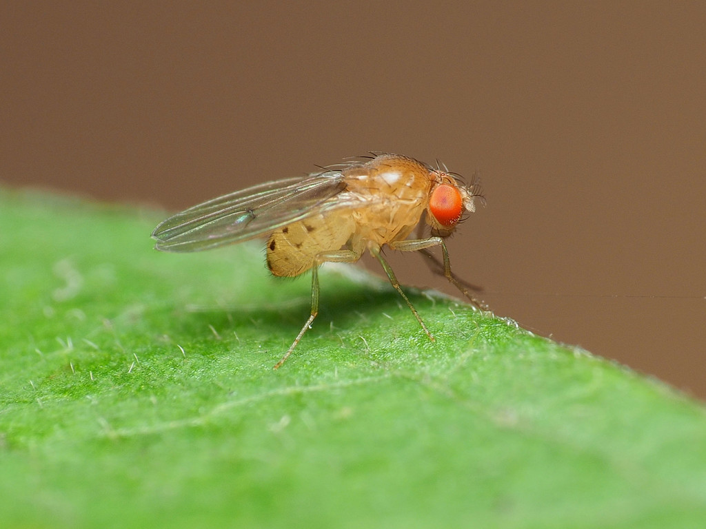 Drosophila falleni