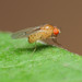 Drosophila falleni - Photo (c) Katja Schulz,  זכויות יוצרים חלקיות (CC BY), הועלה על ידי Katja Schulz