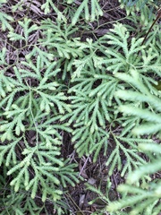Lycopodium volubile