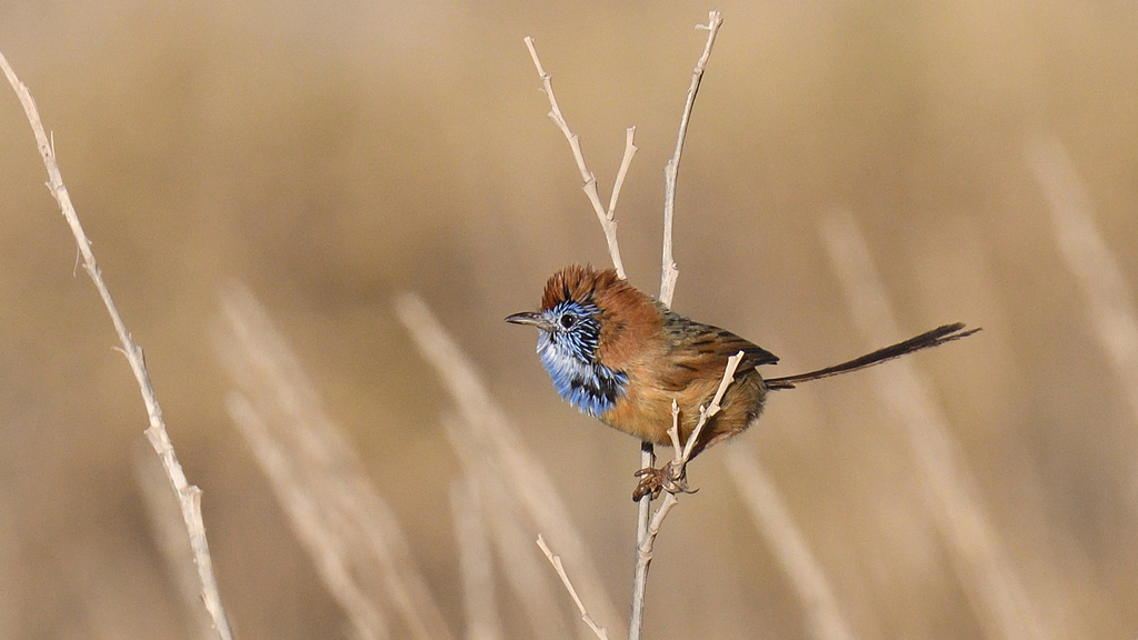 Rufous-Crowned Emu-Wren