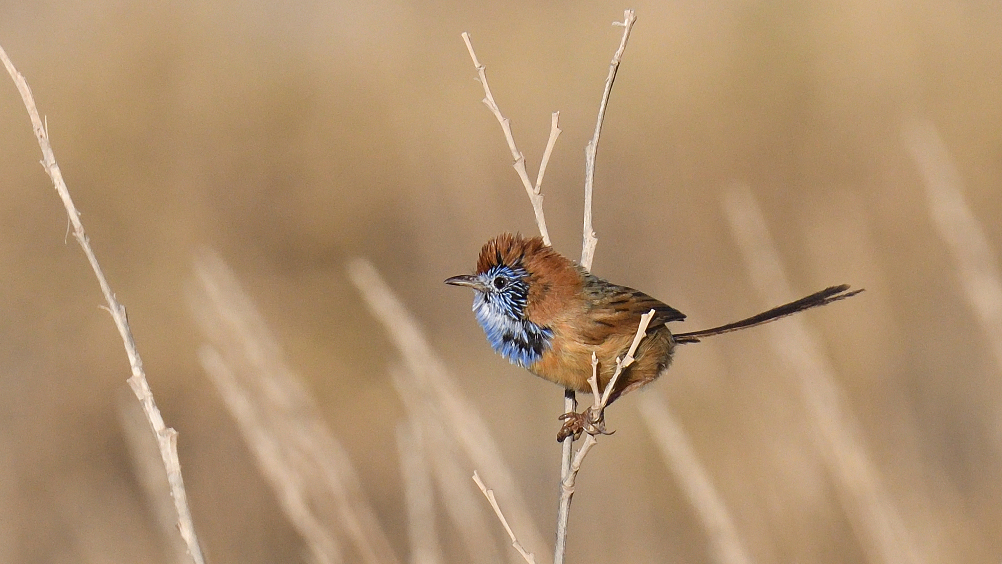 Rufous-crowned Emuwren illustration