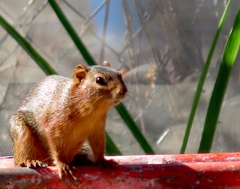 Notocitellus annulatus