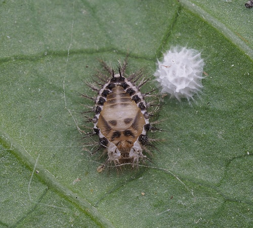 Steelblue Lady Beetle