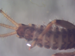 Teloganopsis deficiens