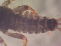 Teloganopsis deficiens