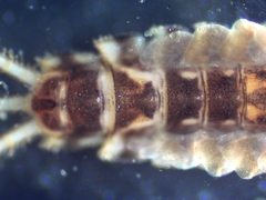 Teloganopsis deficiens