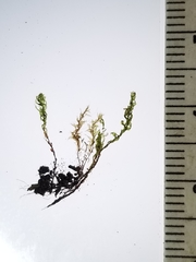 Mnium thomsonii