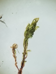 Mnium thomsonii