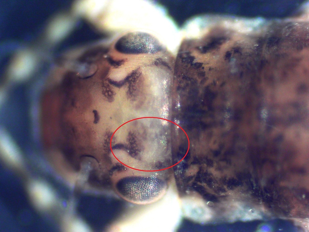 Teloganopsis