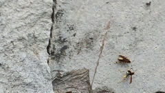 Polistes comanchus navajoe