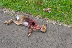 Lepus timidus hibernicus