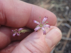 Silene verecunda