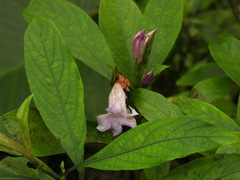Strobilanthes longespicatus