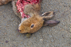 Lepus timidus hibernicus