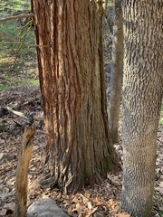 Calocedrus decurrens