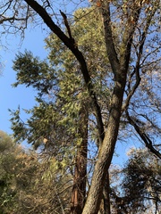 Calocedrus decurrens