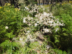 Senecio glomeratus longifructus