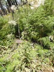 Senecio glomeratus longifructus