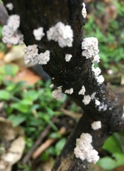 Xylaria flabelliformis