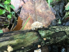 Xylaria flabelliformis