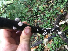Xylaria flabelliformis