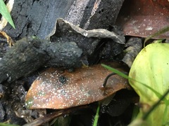 Xylaria flabelliformis