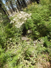 Senecio glomeratus longifructus