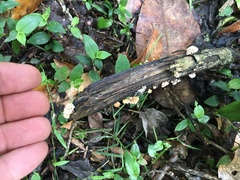Xylaria flabelliformis