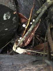 Xylaria flabelliformis