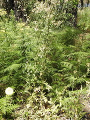 Senecio glomeratus longifructus