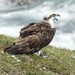Águila Pescadora Australiana - Photo (c) andrewpavlov, algunos derechos reservados (CC BY-NC), subido por andrewpavlov