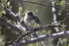 Polioptila melanura