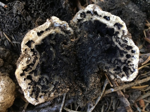 Sedecula pulvinata image