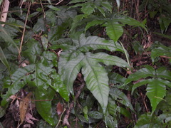 Tectaria subtriphylla