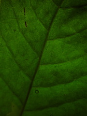 Tectaria subtriphylla