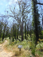 Eucalyptus dalrympleana