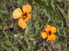 Papaver heterophyllum