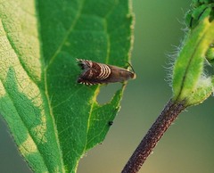 Grapholita delineana