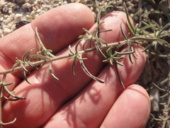 Cordylanthus nevinii