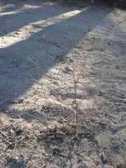 Cordylanthus nevinii