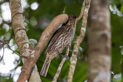 Scenopoeetes dentirostris