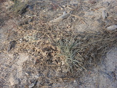 Ivesia santolinoides