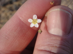 Ivesia santolinoides